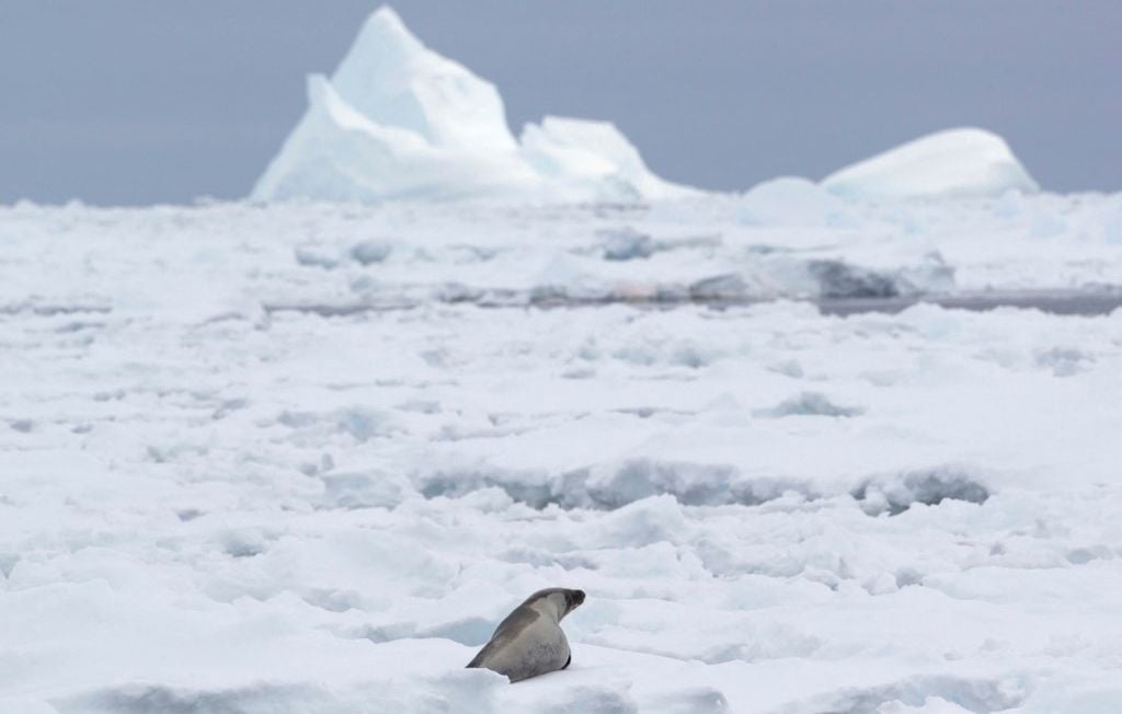 La banquise antarctique montre des signes d'amélioration après quatre années critiques, selon des scientifiques américains