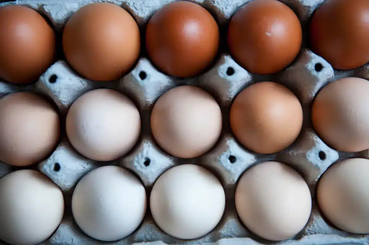 La couleur de la coquille d'un œuf est déterminée par un seul facteur chez la poule, selon les éleveurs.