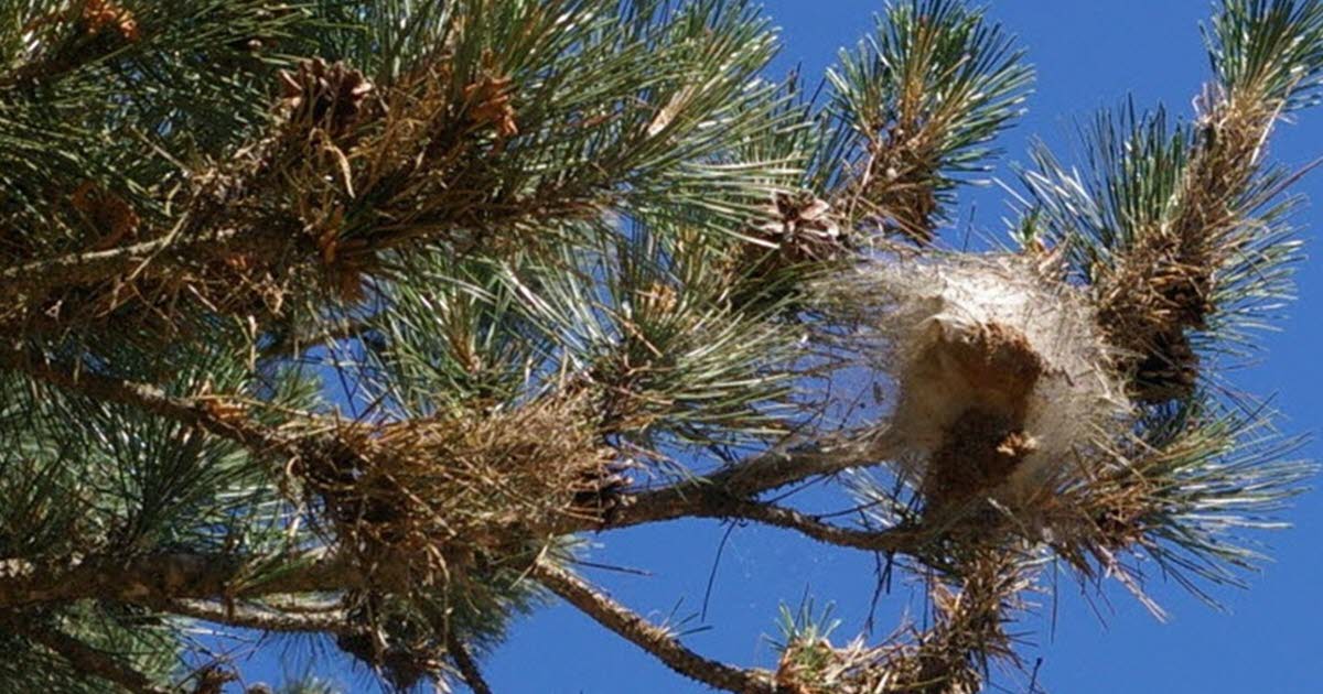 La multiplication des chenilles processionnaires alerte les habitants du Jura