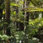 La redécouverte de deux espèces de marsupiaux, considérées disparues depuis 6.000 ans en Papouasie