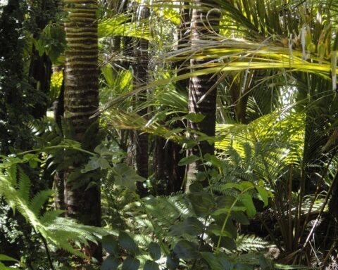 La redécouverte de deux espèces de marsupiaux, considérées disparues depuis 6.000 ans en Papouasie