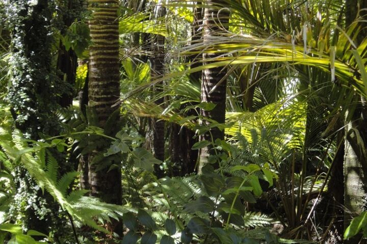 La redécouverte de deux espèces de marsupiaux, considérées disparues depuis 6.000 ans en Papouasie