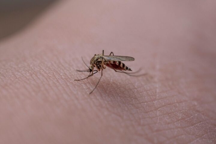 La surprenante résurgence des moustiques en France concerne plusieurs régions ce février