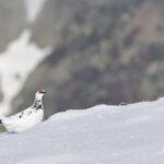 Le Conseil d’Etat demande la suspension de la chasse au lagopède pour cinq ans en France