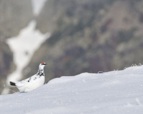 Le Conseil d’Etat demande la suspension de la chasse au lagopède pour cinq ans en France