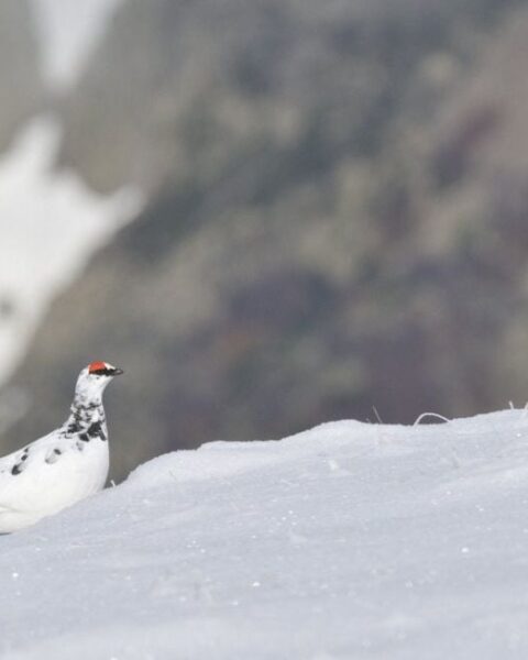 Le Conseil d’Etat demande la suspension de la chasse au lagopède pour cinq ans en France