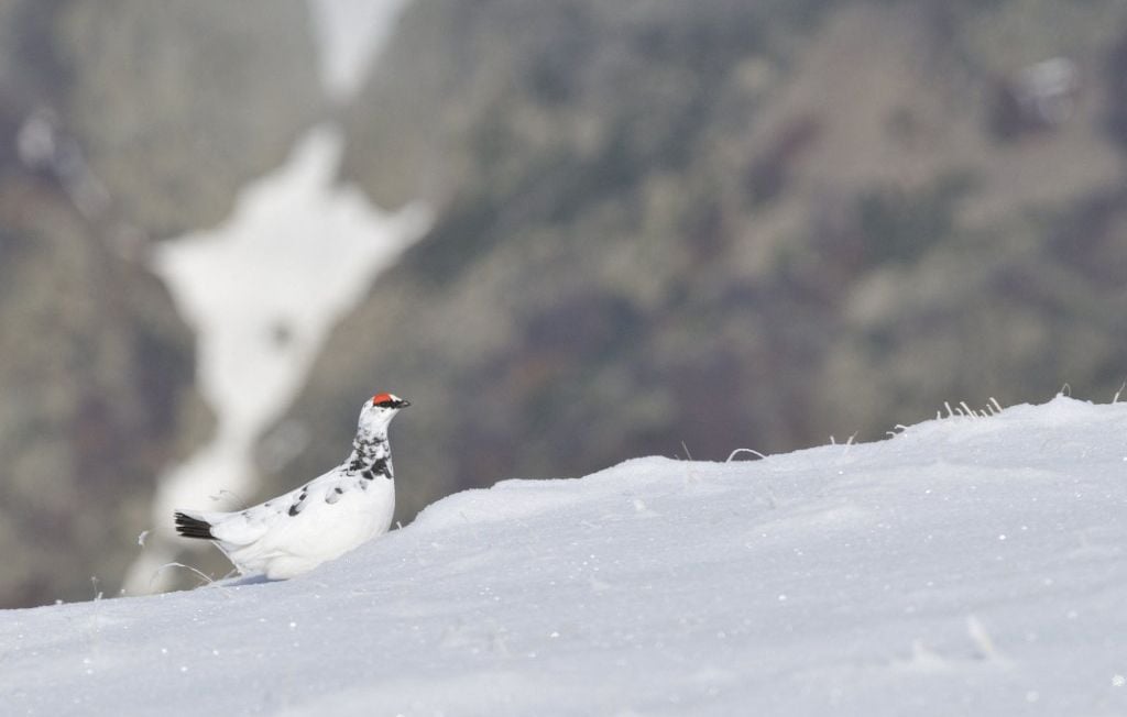 Le Conseil d’Etat demande la suspension de la chasse au lagopède pour cinq ans en France