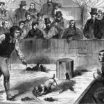 Les combats clandestins de chiens et de rats dans les sous-sols parisiens au XXe siècle