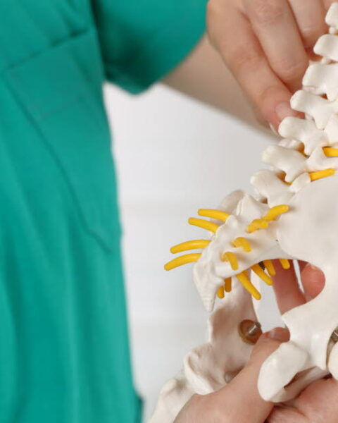 Les organes et muscles humains jugés inutiles ou presque : aperçu des fonctions résiduelles