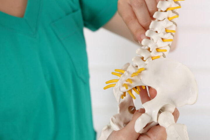 Les organes et muscles humains jugés inutiles ou presque : aperçu des fonctions résiduelles