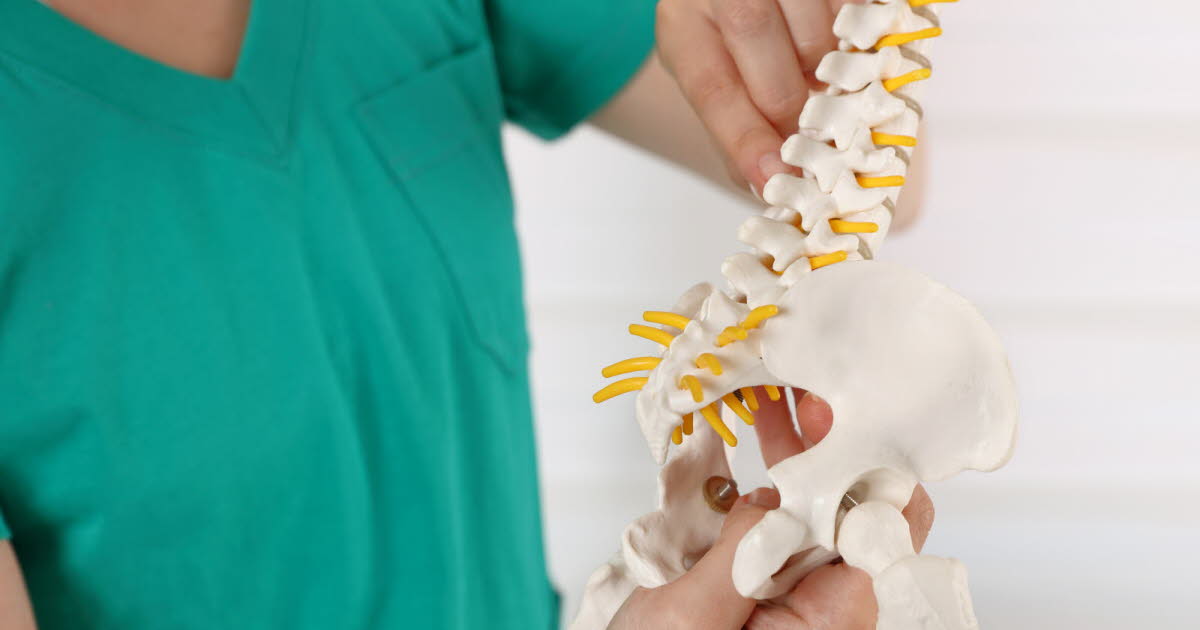 Les organes et muscles humains jugés inutiles ou presque : aperçu des fonctions résiduelles