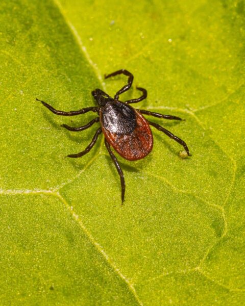 Maladie de Lyme : des chercheurs français découvrent une vulnérabilité chez les tiques