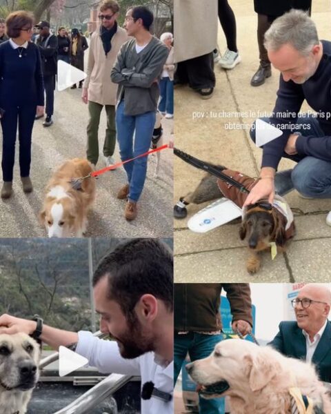 Municipales 2026 : les chiens, un enjeu crucial pour les candidats à Paris