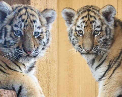 Naissance de deux bébés tigres de l'Amour au zoo de La Palmyre, vote pour leurs noms ouvert
