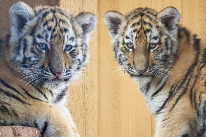 Naissance de deux bébés tigres de l'Amour au zoo de La Palmyre, vote pour leurs noms ouvert