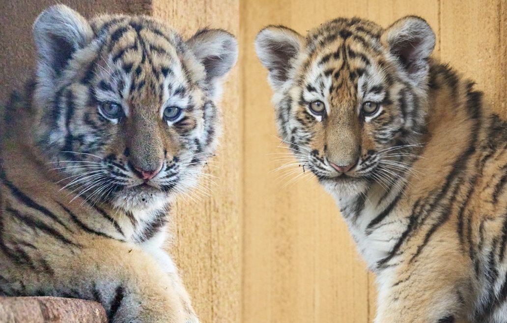 Naissance de deux bébés tigres de l'Amour au zoo de La Palmyre, vote pour leurs noms ouvert