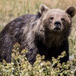 Pyrénées : 90 % des ours descendent de deux femelles et un mâle, alerte sur la consanguinité