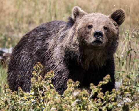 Pyrénées : 90 % des ours descendent de deux femelles et un mâle, alerte sur la consanguinité