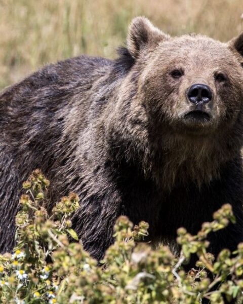 Pyrénées : 90 % des ours descendent de deux femelles et un mâle, alerte sur la consanguinité