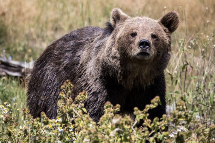 Pyrénées : 90 % des ours descendent de deux femelles et un mâle, alerte sur la consanguinité