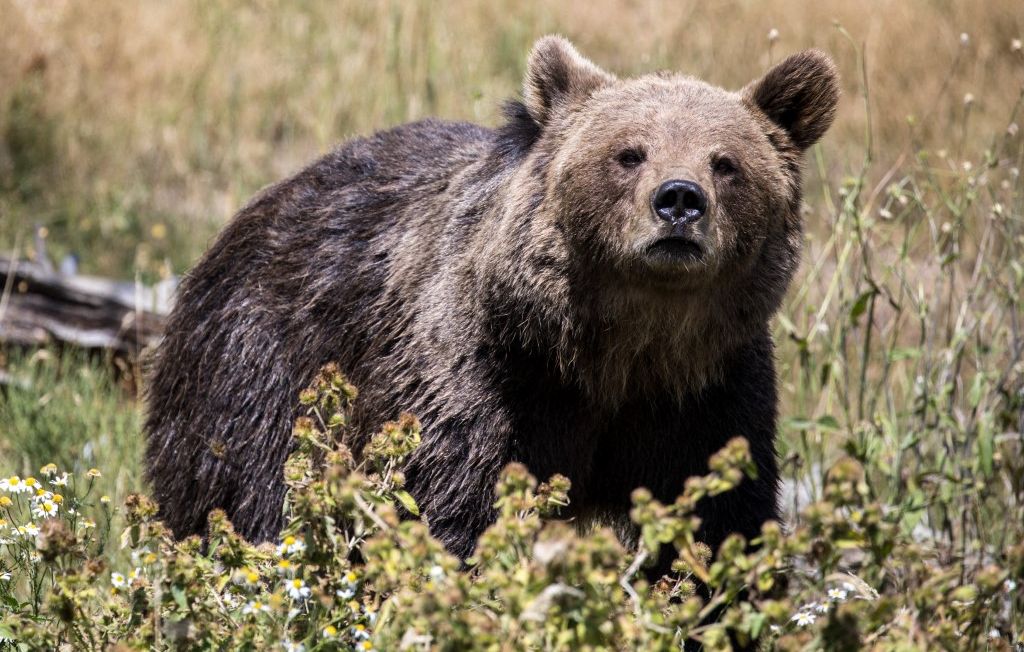 Pyrénées : 90 % des ours descendent de deux femelles et un mâle, alerte sur la consanguinité