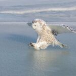 Quarante nouvelles espèces migratrices désormais sous protection internationale, dont le harfang des neiges et la loutre géante du Brésil