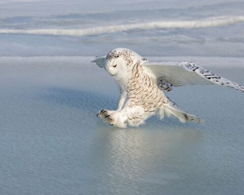 Quarante nouvelles espèces migratrices désormais sous protection internationale, dont le harfang des neiges et la loutre géante du Brésil