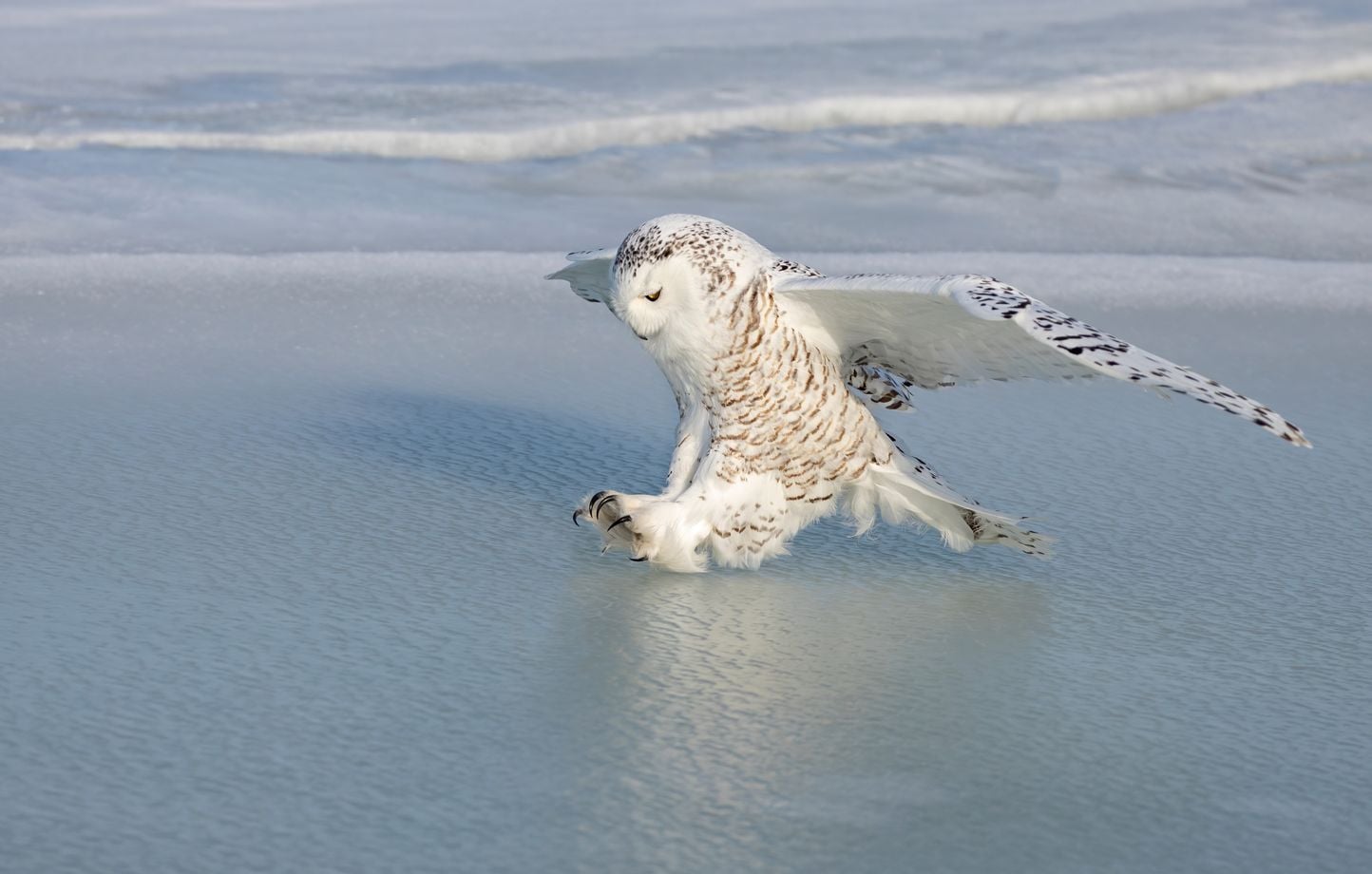 Quarante nouvelles espèces migratrices désormais sous protection internationale, dont le harfang des neiges et la loutre géante du Brésil