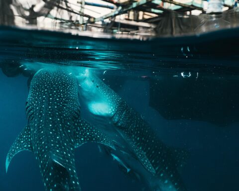 Silolona Sojourns et Si Datu Bua : le voyage vers les habitats des requins-baleines en 2026