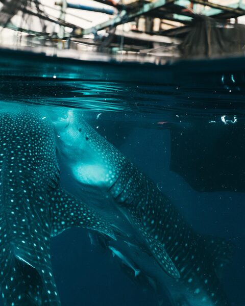 Silolona Sojourns et Si Datu Bua : le voyage vers les habitats des requins-baleines en 2026