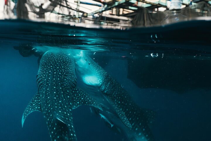 Silolona Sojourns et Si Datu Bua : le voyage vers les habitats des requins-baleines en 2026