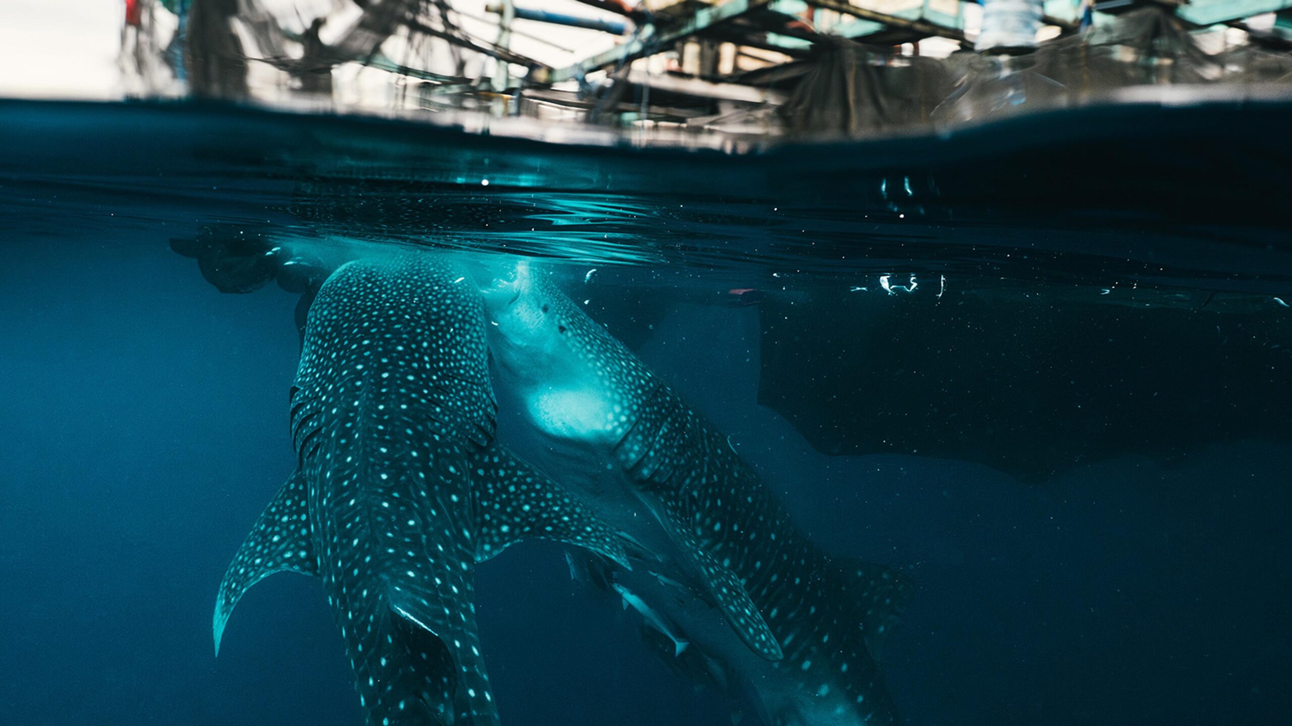 Silolona Sojourns et Si Datu Bua : le voyage vers les habitats des requins-baleines en 2026