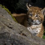 Trois bébés lynx orphelins sauvés en Espagne grâce à une femelle de 17 ans