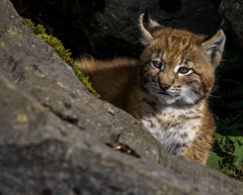 Trois bébés lynx orphelins sauvés en Espagne grâce à une femelle de 17 ans