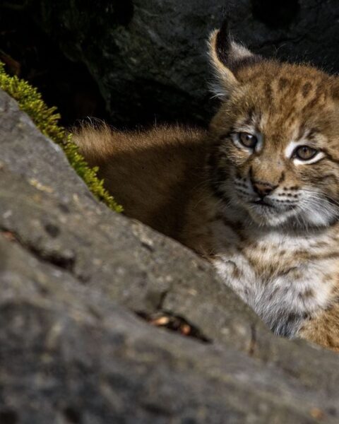 Trois bébés lynx orphelins sauvés en Espagne grâce à une femelle de 17 ans