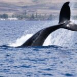 Un enregistrement de 1949 relance les recherches sur le langage des baleines aux Bermudes