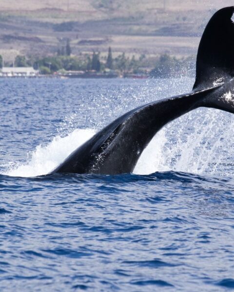 Un enregistrement de 1949 relance les recherches sur le langage des baleines aux Bermudes