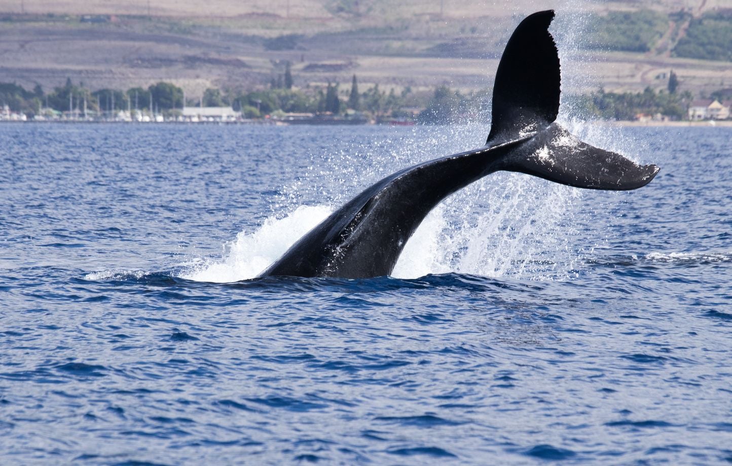 Un enregistrement de 1949 relance les recherches sur le langage des baleines aux Bermudes