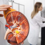 Un Français sur dix concerné par une maladie rénale chronique : l'importance du dépistage