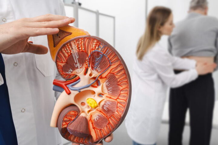 Un Français sur dix concerné par une maladie rénale chronique : l'importance du dépistage