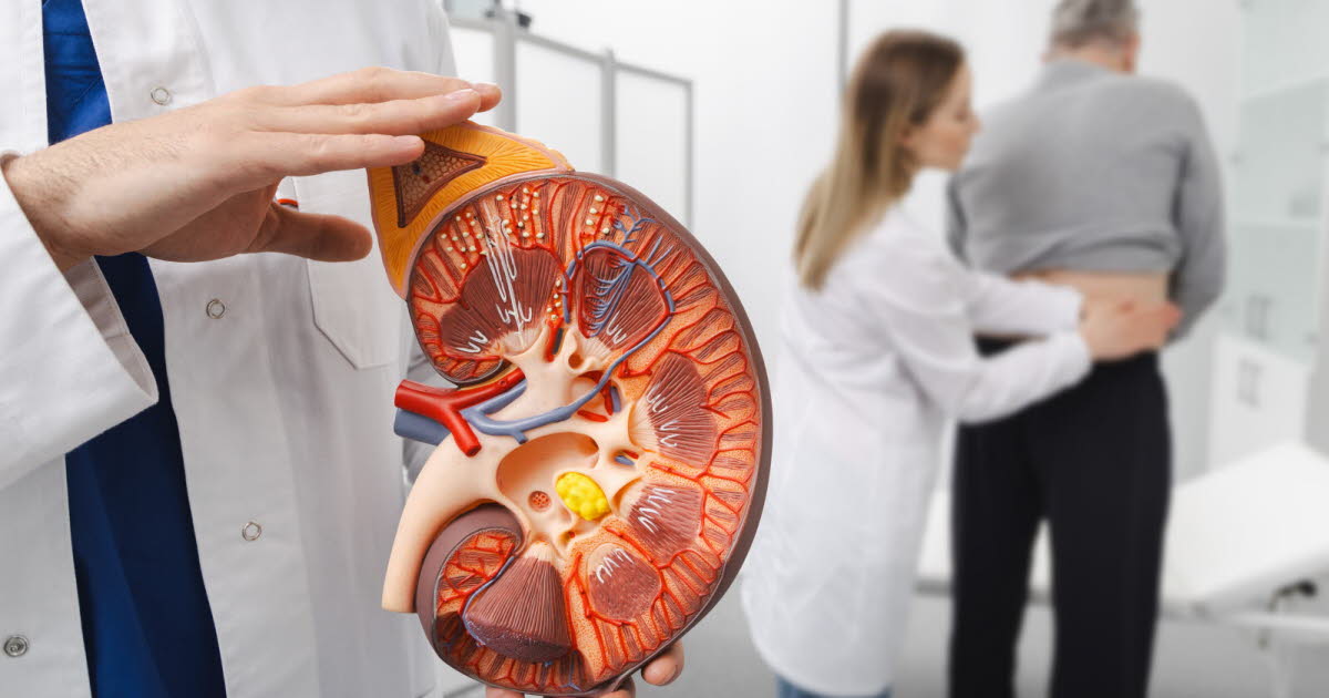 Un Français sur dix concerné par une maladie rénale chronique : l'importance du dépistage