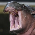 Un homme pénètre dans l'enclos de Moo Deng, l'hippopotame star du zoo de Khao Kheow en Thaïlande