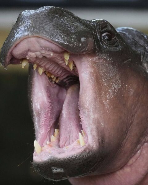 Un homme pénètre dans l'enclos de Moo Deng, l'hippopotame star du zoo de Khao Kheow en Thaïlande