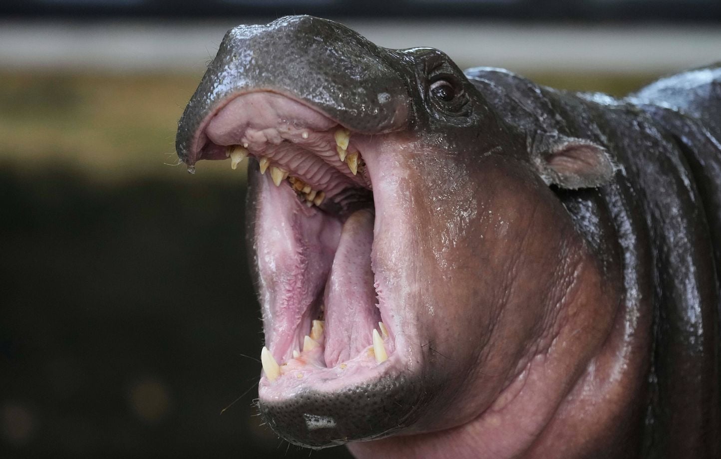 Un homme pénètre dans l'enclos de Moo Deng, l'hippopotame star du zoo de Khao Kheow en Thaïlande