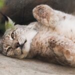 Un lynx sans oreille observé en Suisse intéresse les scientifiques qui envisagent de le capturer