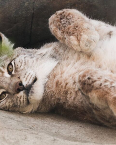 Un lynx sans oreille observé en Suisse intéresse les scientifiques qui envisagent de le capturer