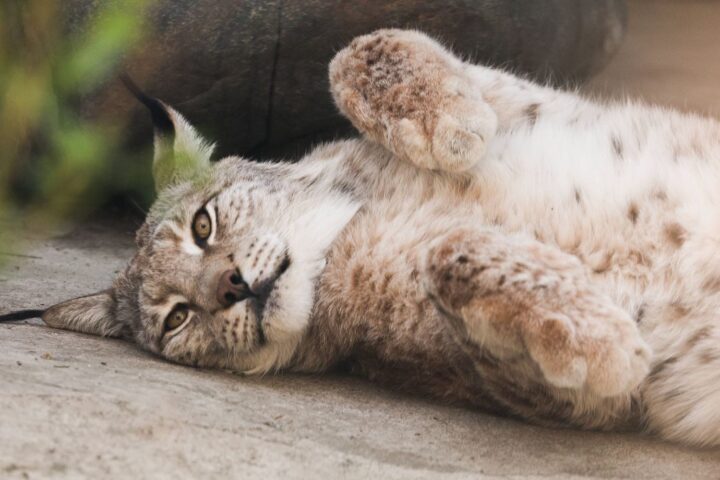 Un lynx sans oreille observé en Suisse intéresse les scientifiques qui envisagent de le capturer