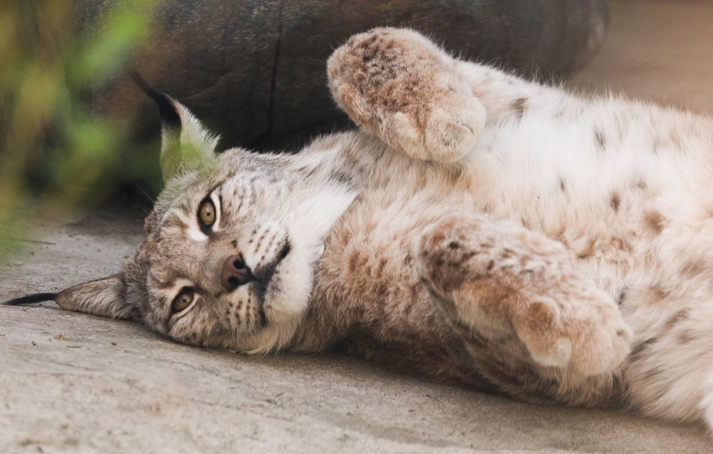 Un lynx sans oreille observé en Suisse intéresse les scientifiques qui envisagent de le capturer