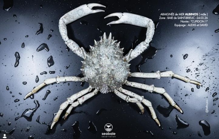 Une araignée de mer albinos très rare capturée en baie de Saint-Brieuc