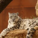 Une panthère des neiges secourue après s'être égarée dans le désert chinois